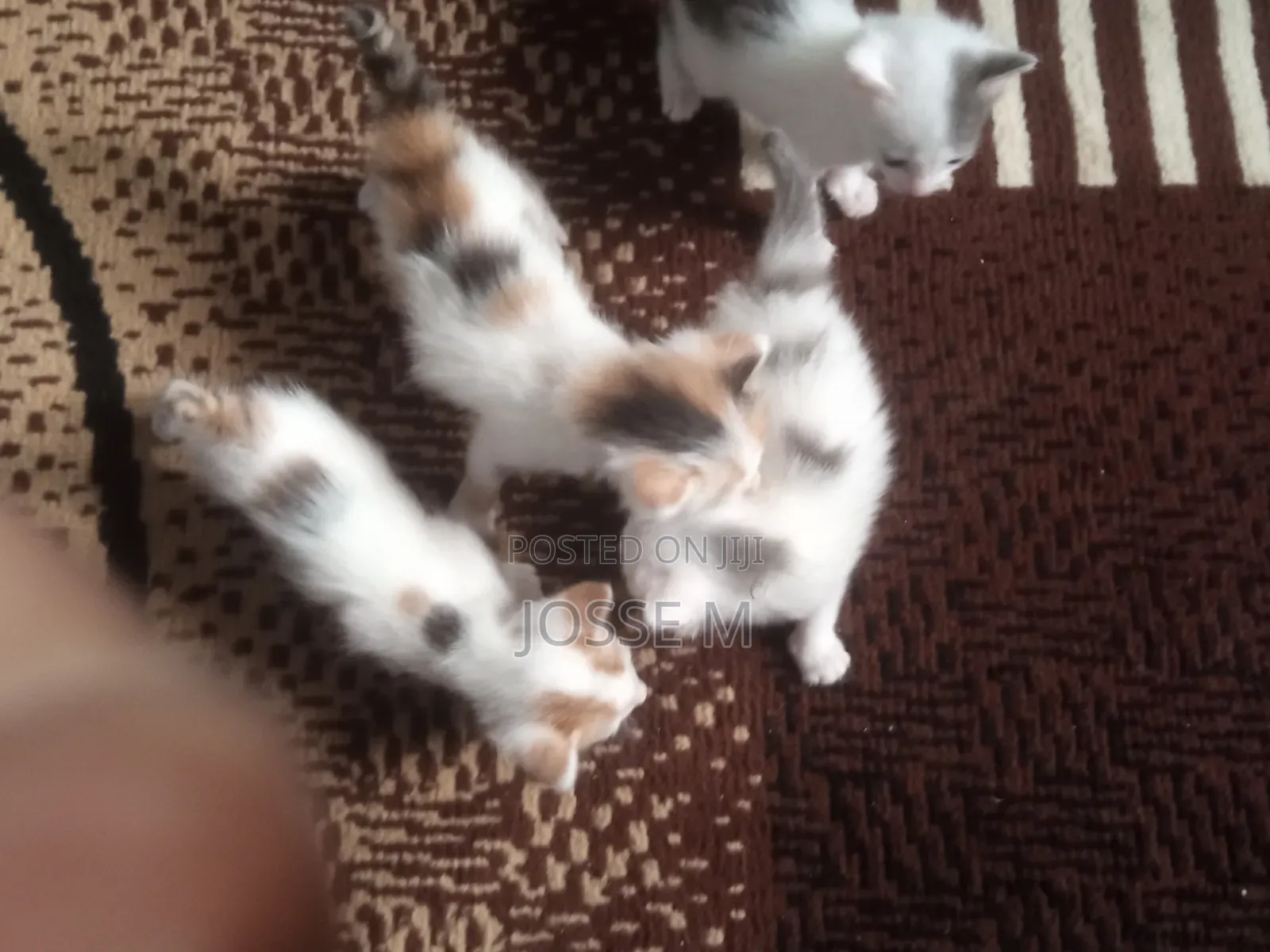 1-3 months Male Mixed Breed Cat