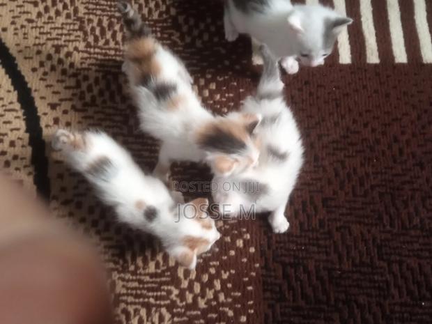 1-3 months Male Mixed Breed Cat - thumbnail 10
