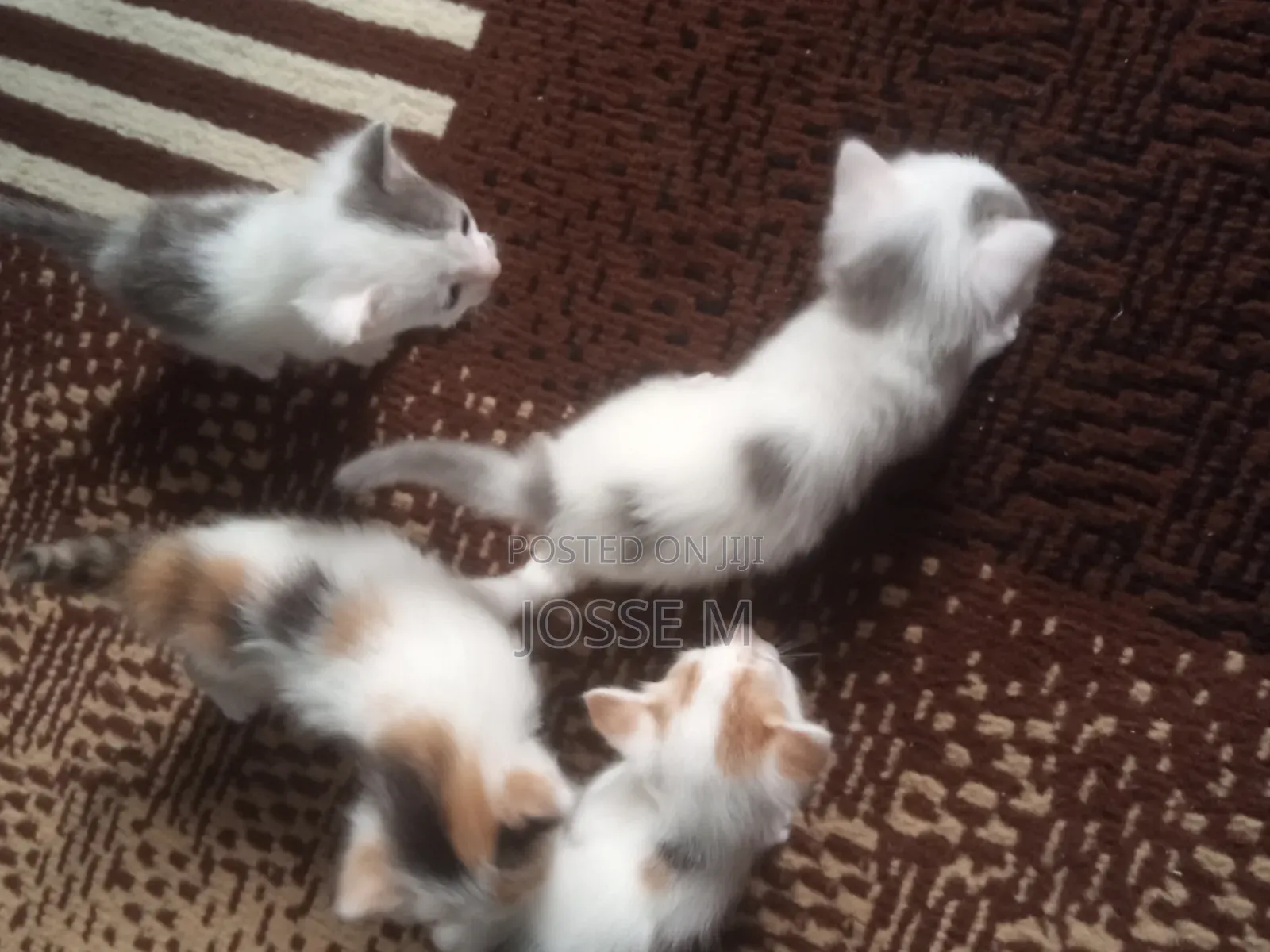 1-3 months Male Mixed Breed Cat