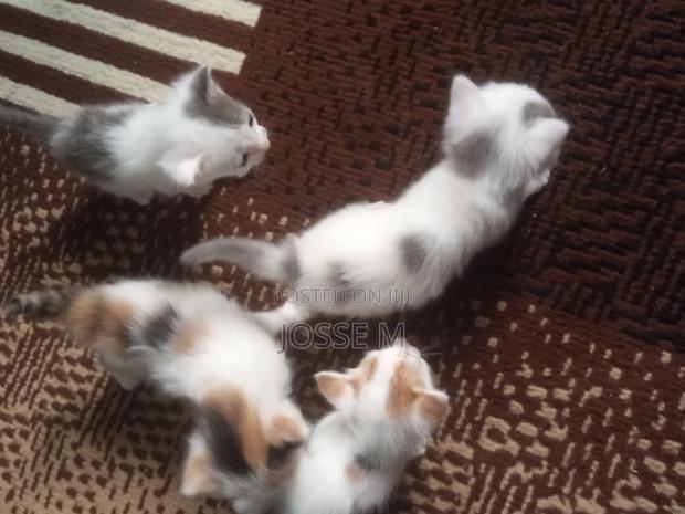 1-3 months Male Mixed Breed Cat - thumbnail 11
