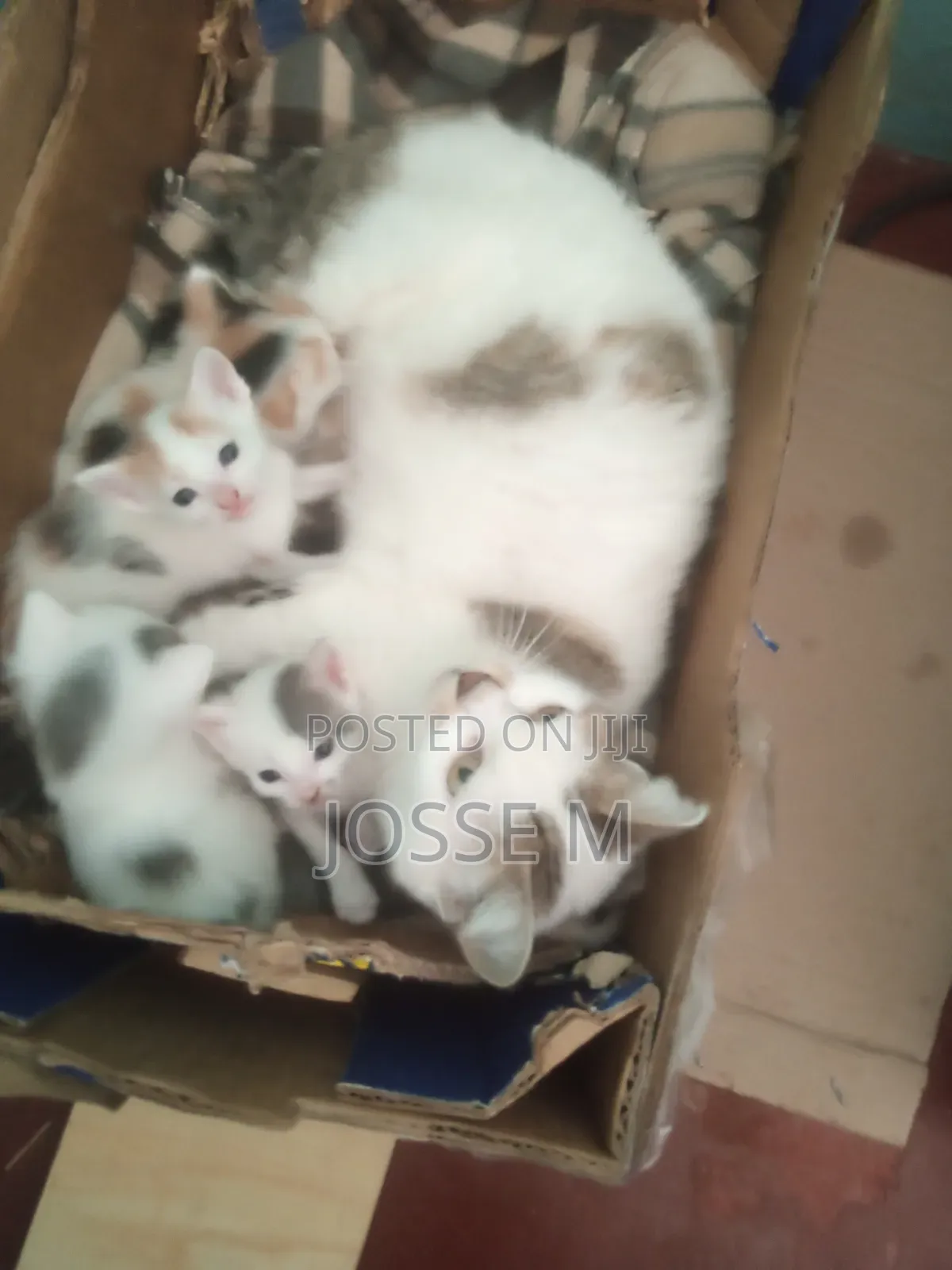 1-3 months Male Mixed Breed Cat