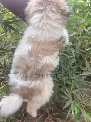 1-3 months Male Purebred Havanese
