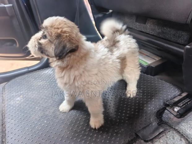 1-3 months Female Purebred Havanese - main view