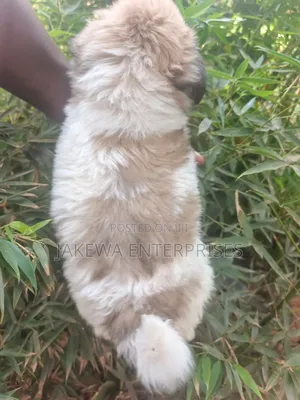 1-3 months Female Purebred Havanese