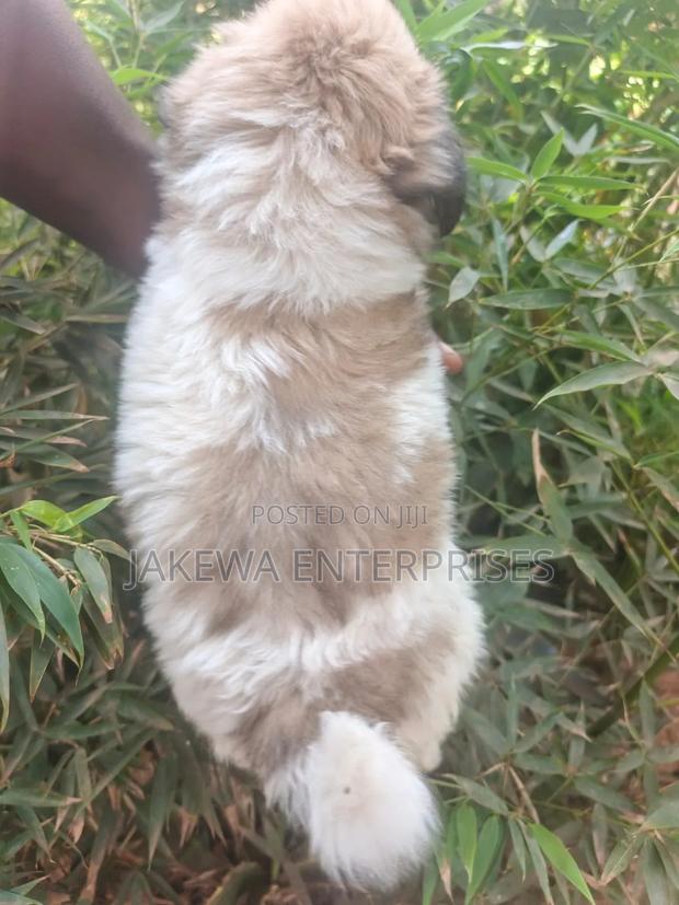 1-3 months Female Purebred Havanese - thumbnail 2