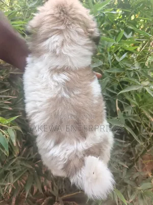 1-3 months Male Purebred Havanese