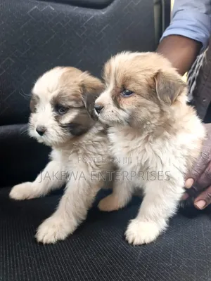 1-3 months Female Purebred Havanese
