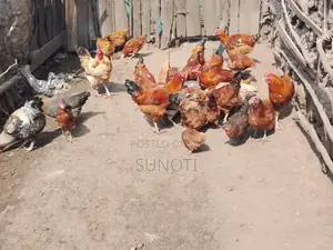 Quality Chicken for Sale