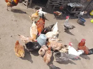 Quality Chicken for Sale