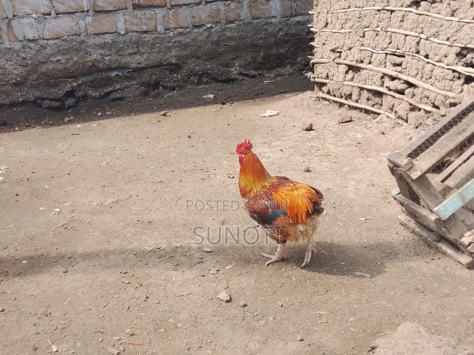 Quality Chicken for Sale
