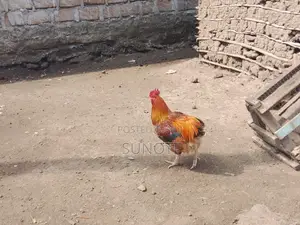 Quality Chicken for Sale