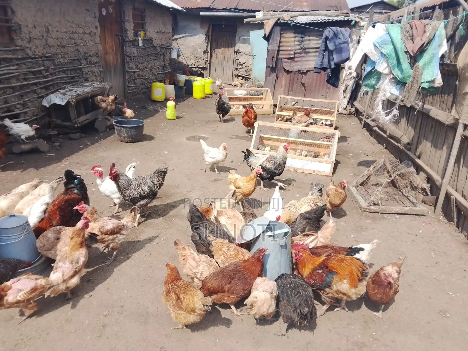 Quality Chicken for Sale