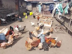 Quality Chicken for Sale
