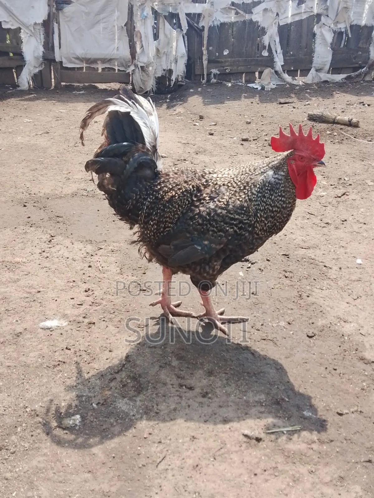 Quality Chicken for Sale