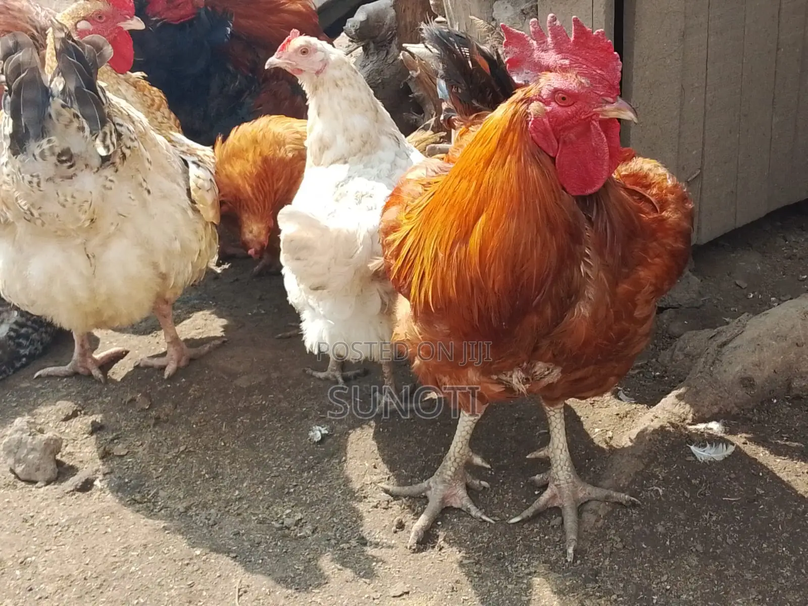 Quality Chicken for Sale
