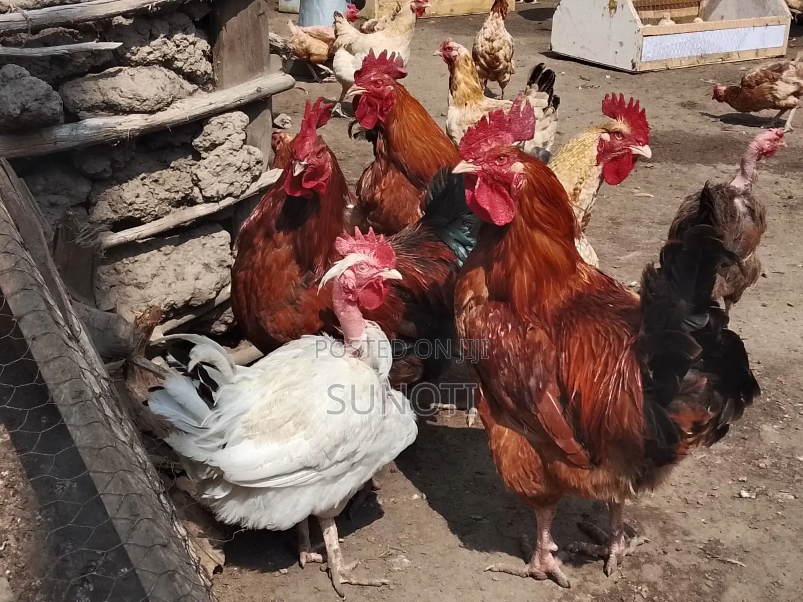 Quality Chicken for Sale