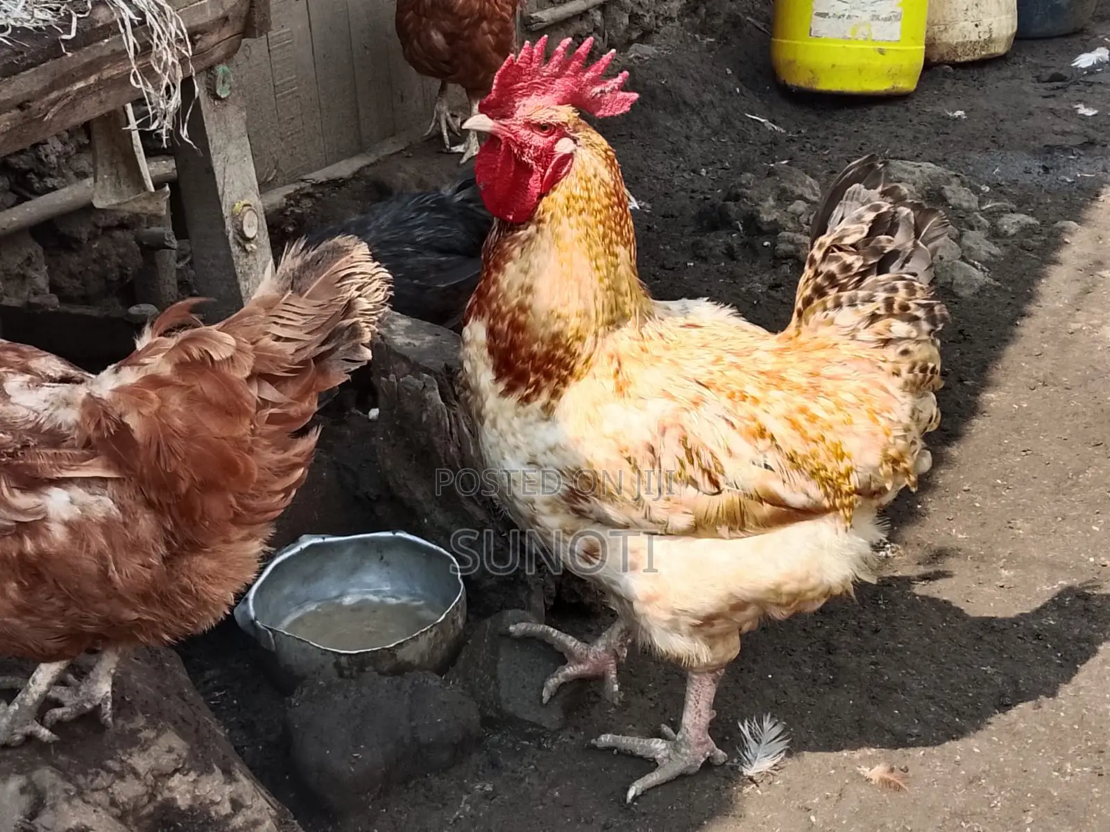 Quality Chicken for Sale