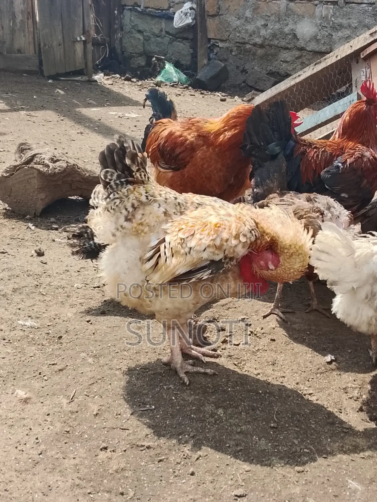 Quality Chicken for Sale