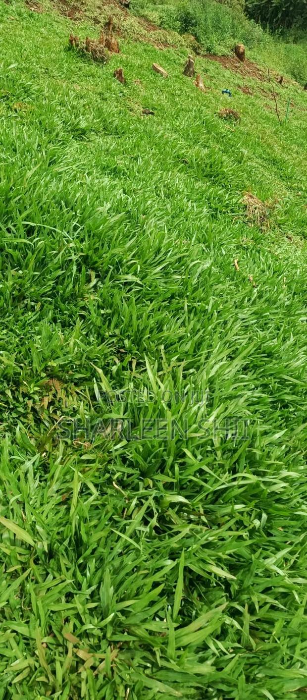 Pemba Grass