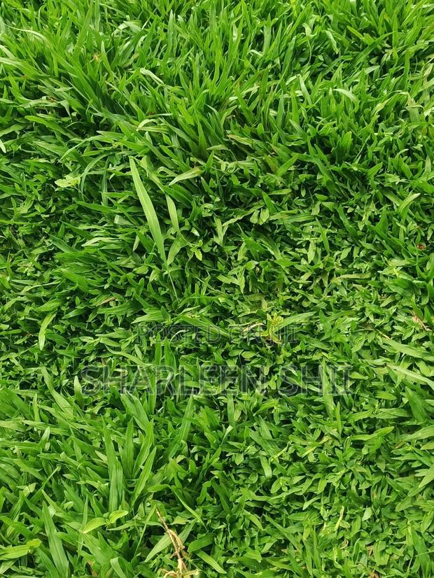 Pemba Grass - thumbnail 2