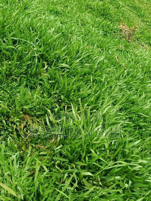 Pemba Grass - thumbnail 3