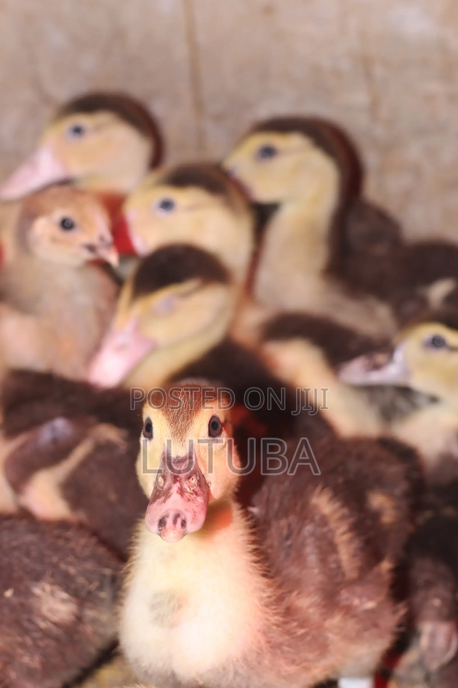 Poultry and Poultry Products