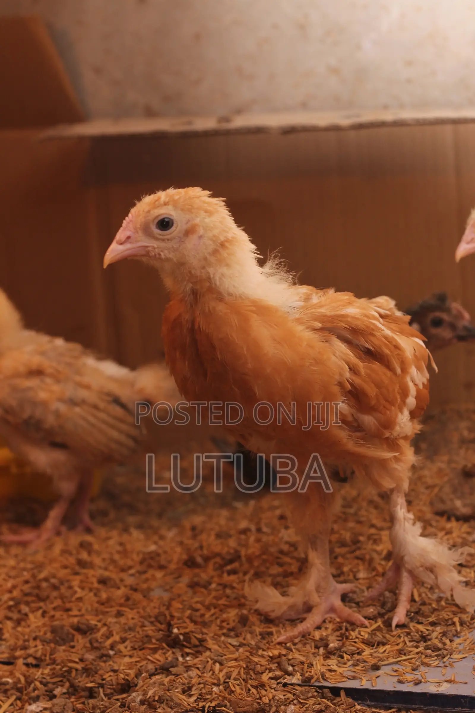 Poultry and Poultry Products