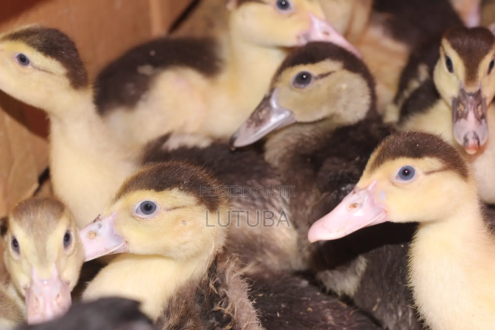 Poultry and Poultry Products