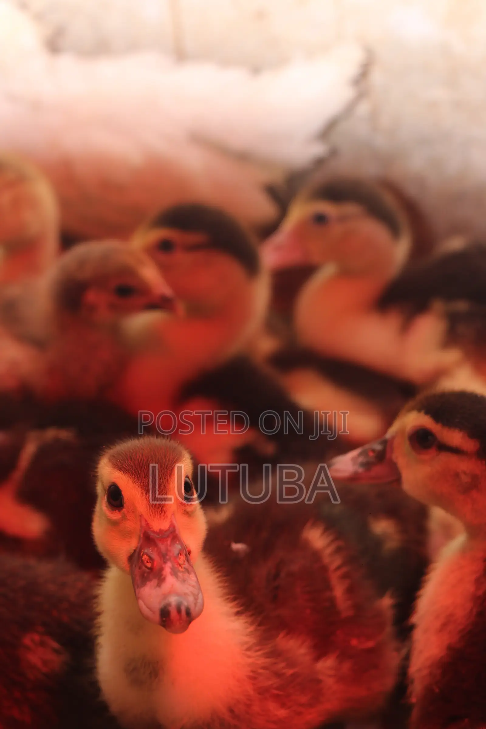 Poultry and Poultry Products
