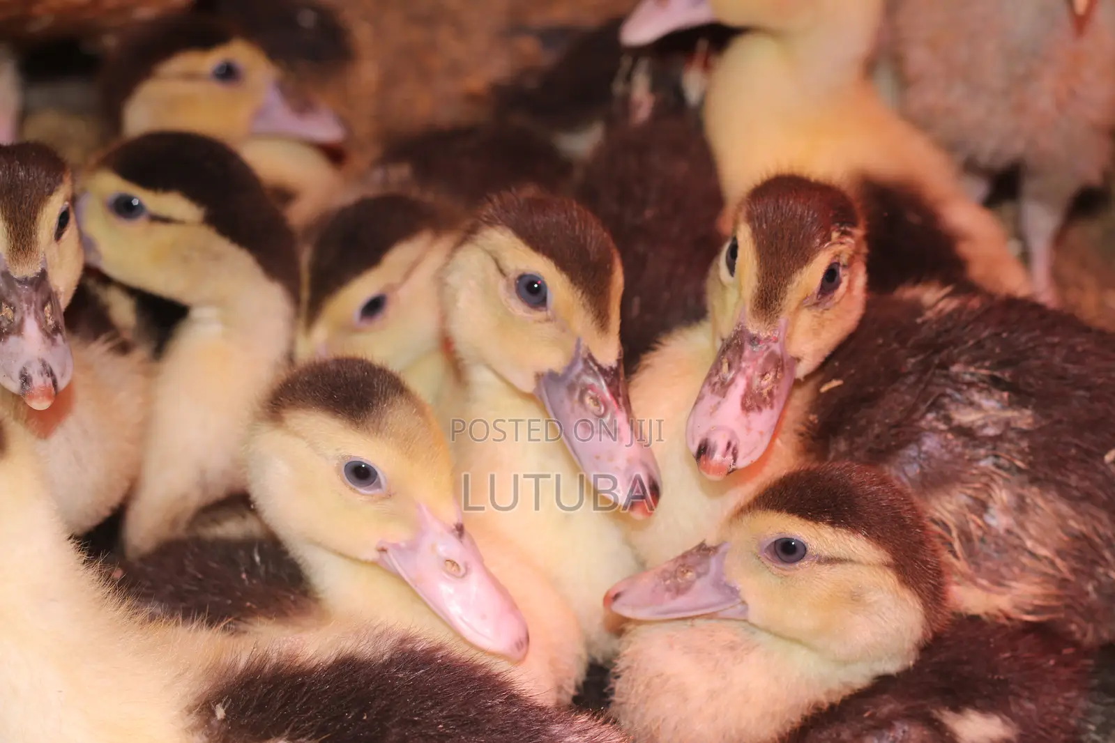 Poultry and Poultry Products
