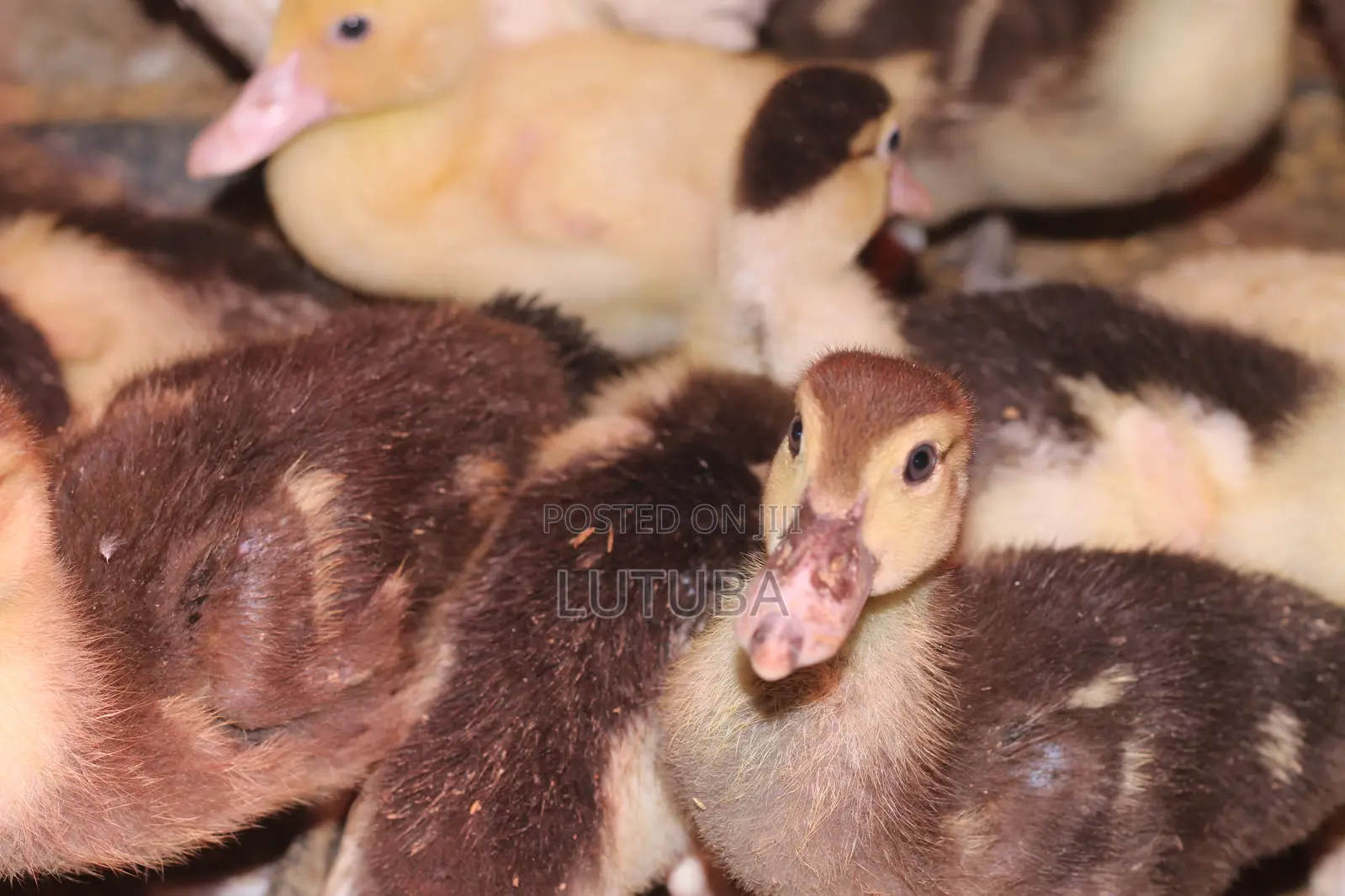 Poultry and Poultry Products