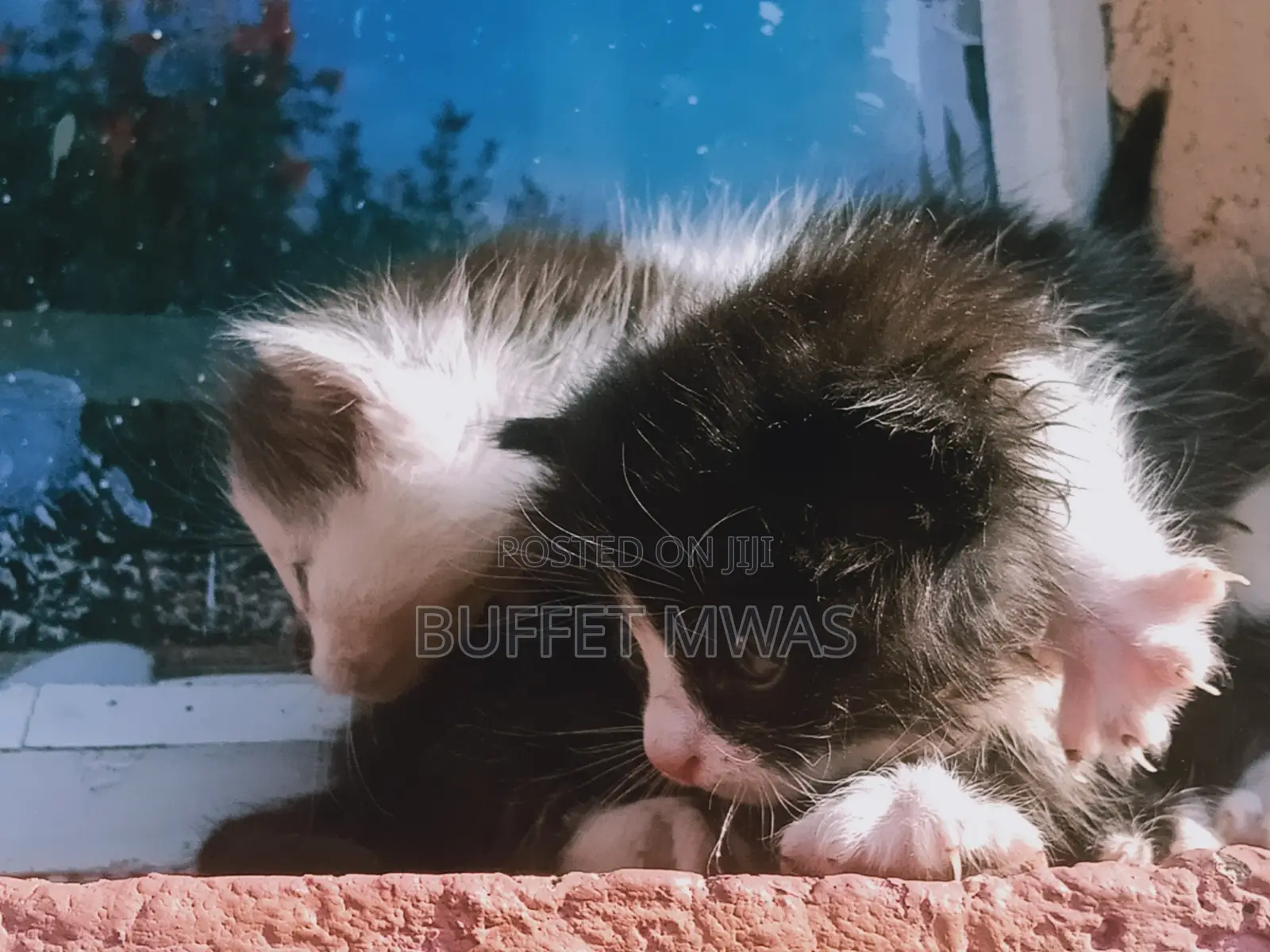 0-1 month Female Purebred Tabby