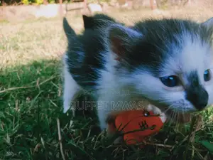 0-1 month Female Purebred Tabby