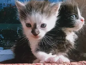 0-1 month Female Purebred Tabby
