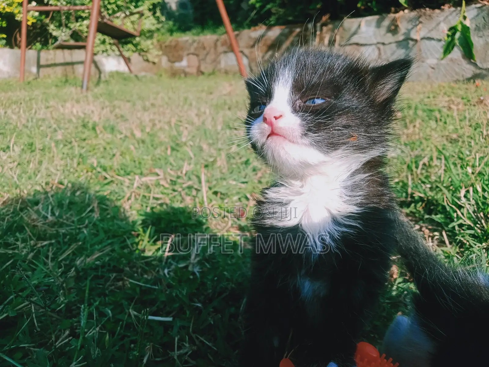 0-1 month Female Purebred Tabby