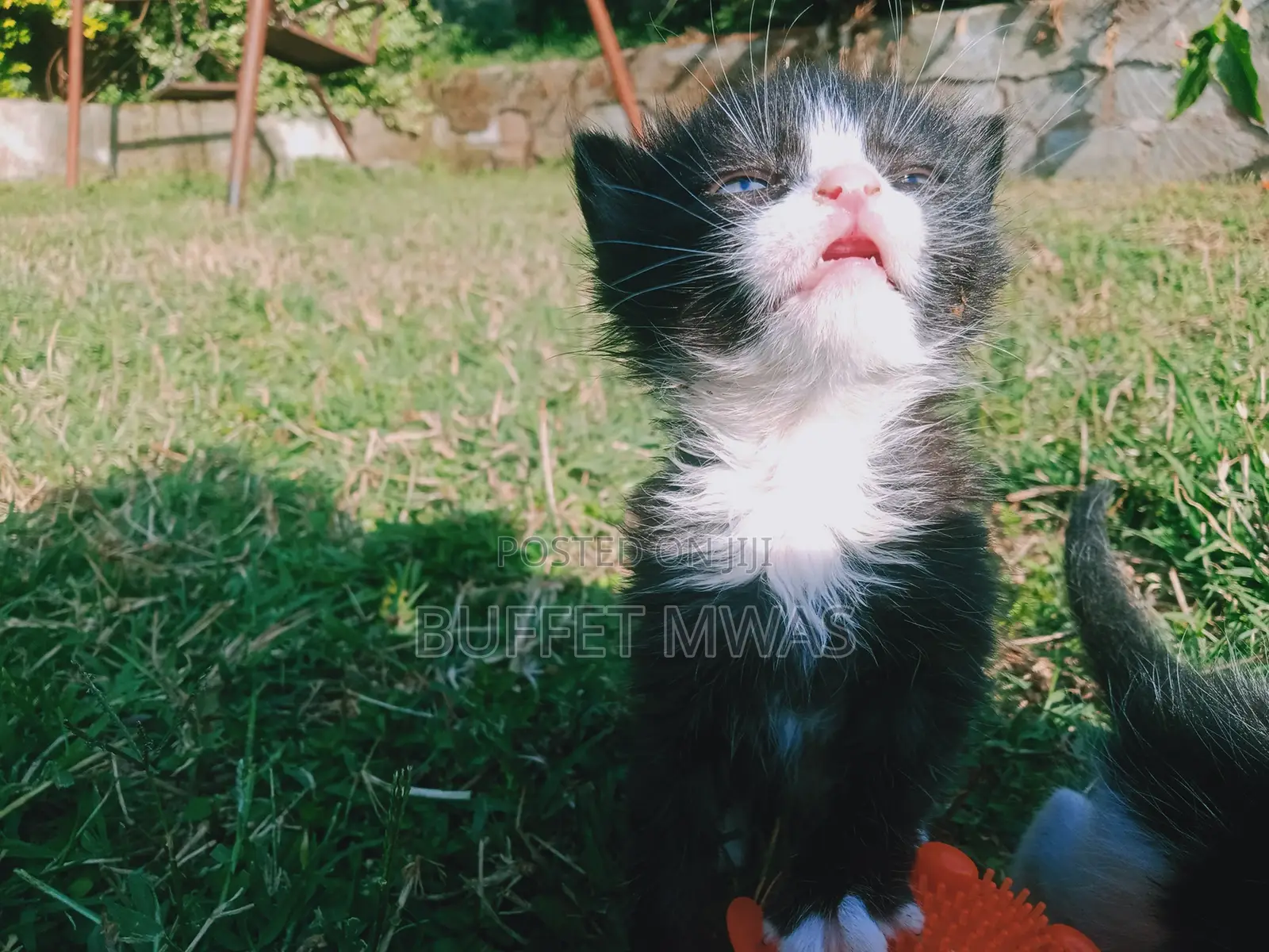 0-1 month Female Purebred Tabby
