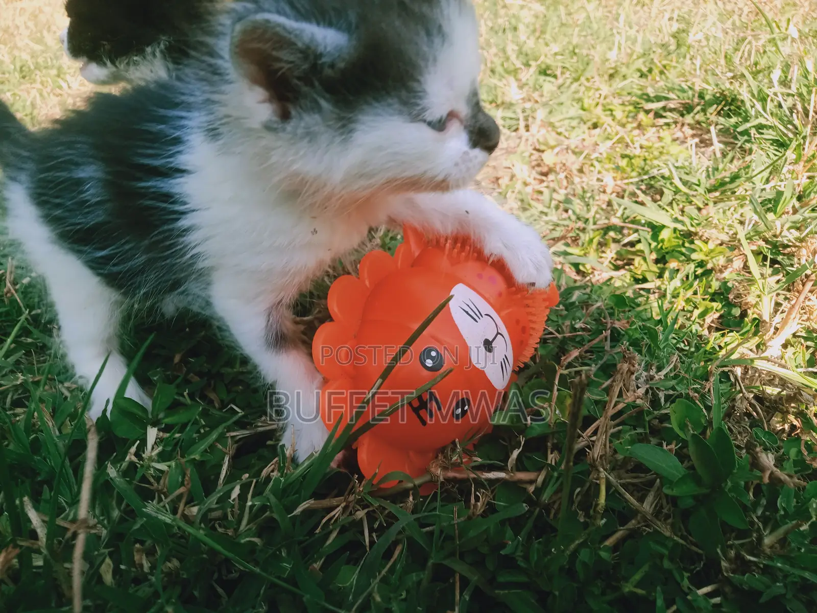 0-1 month Female Purebred Tabby