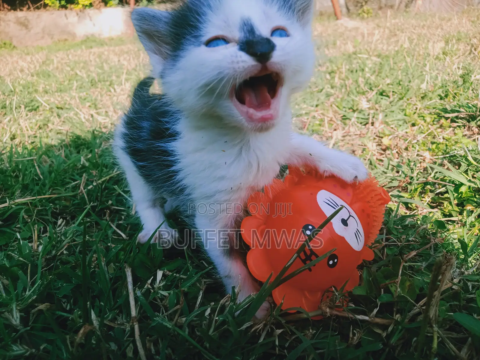 0-1 month Female Purebred Tabby