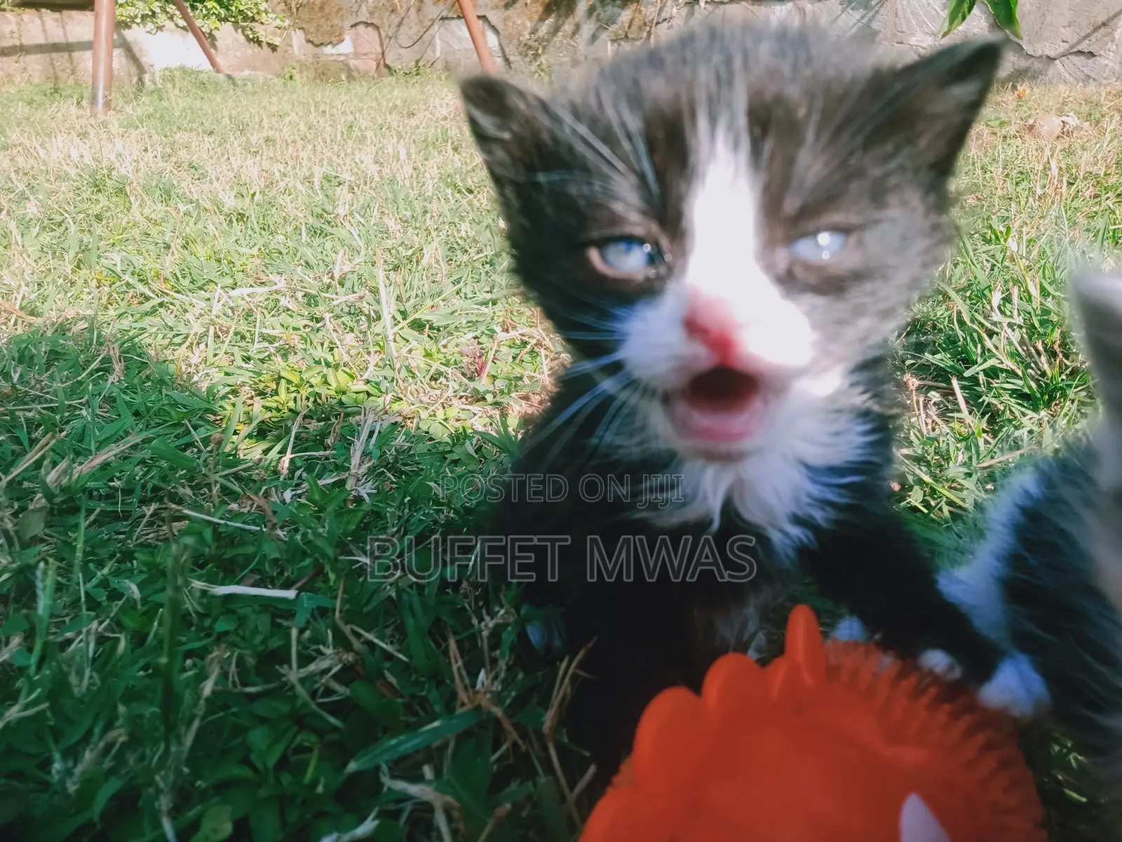 0-1 month Female Purebred Tabby