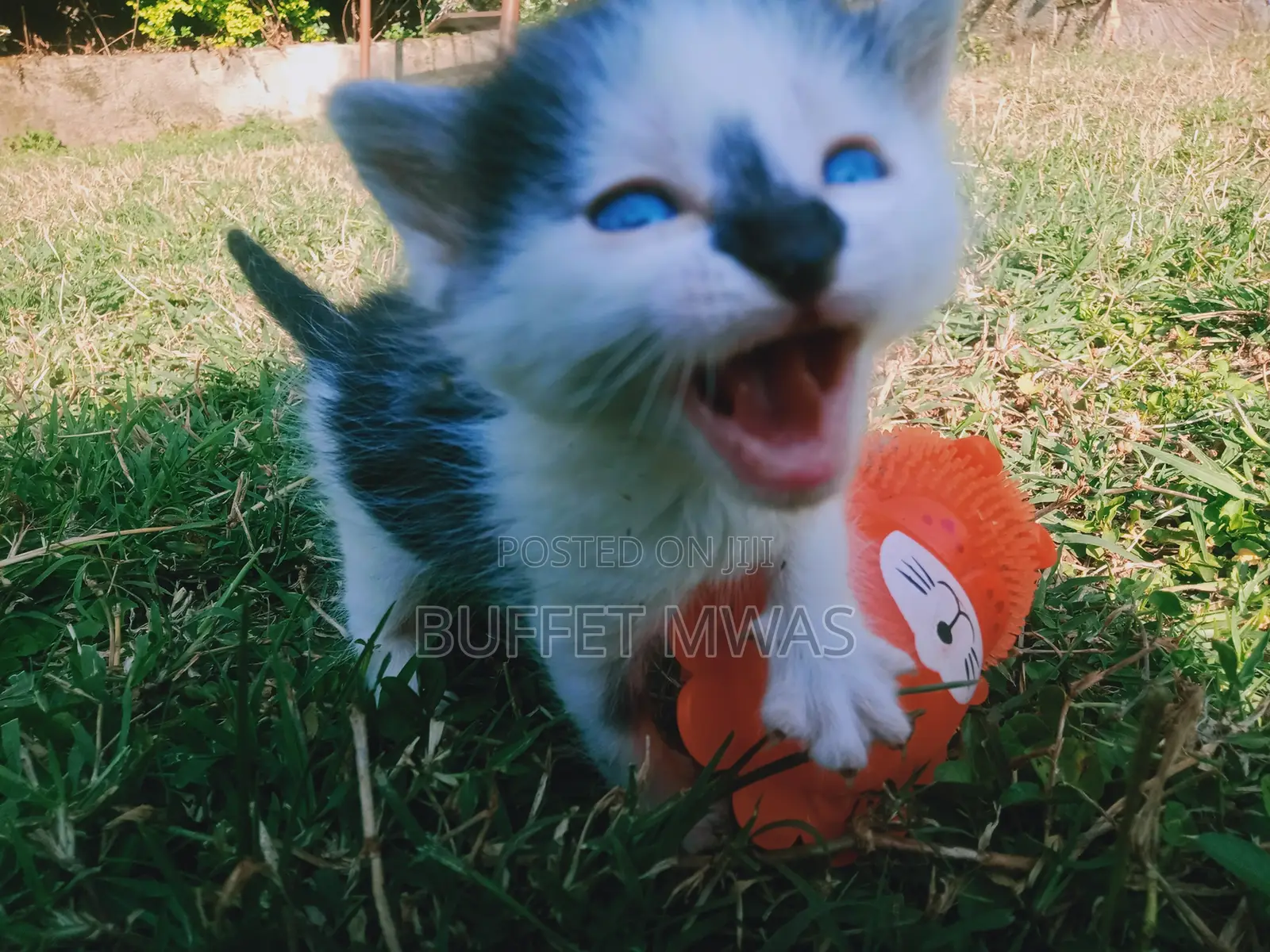 0-1 month Female Purebred Tabby
