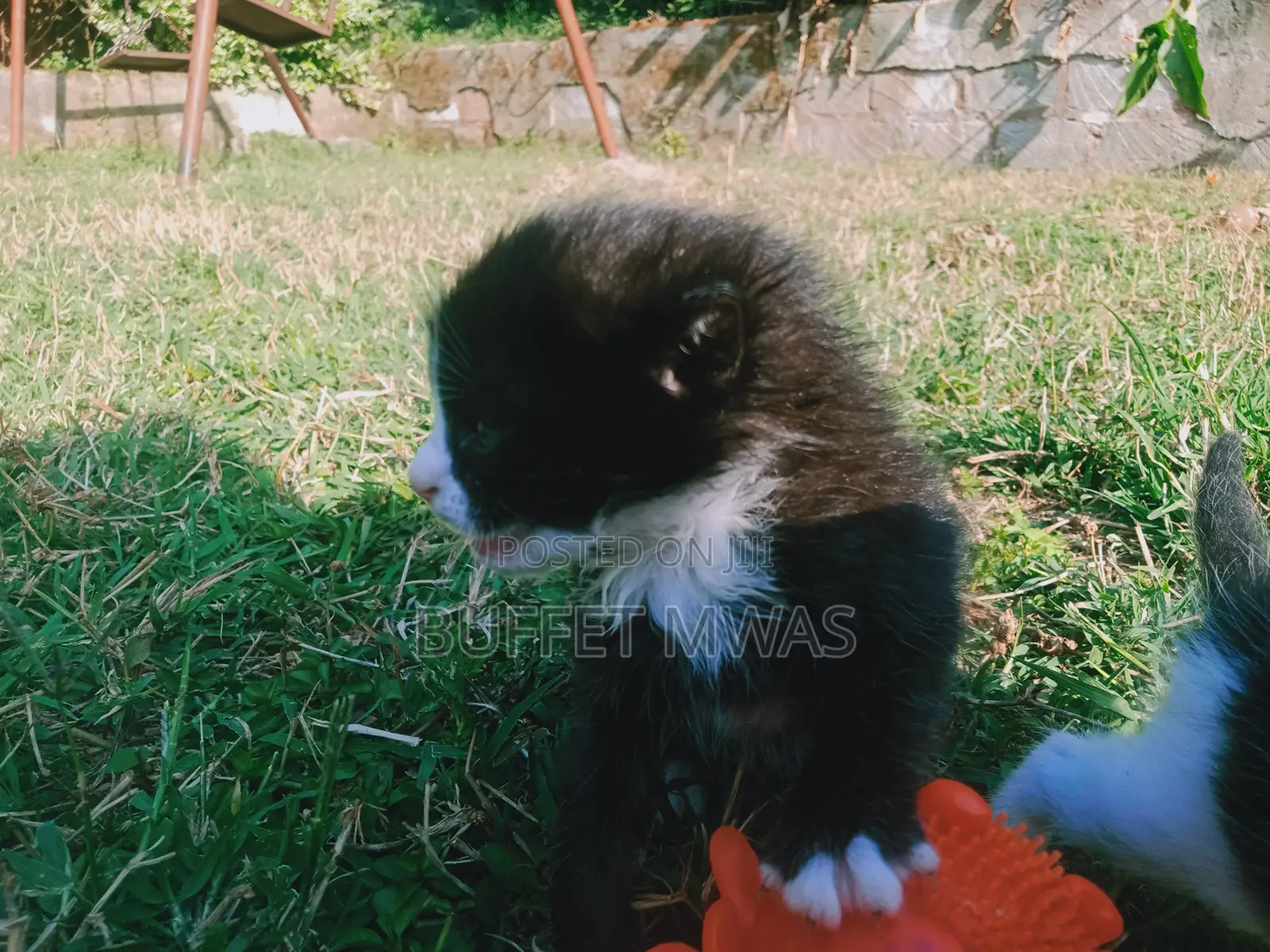0-1 month Female Purebred Tabby
