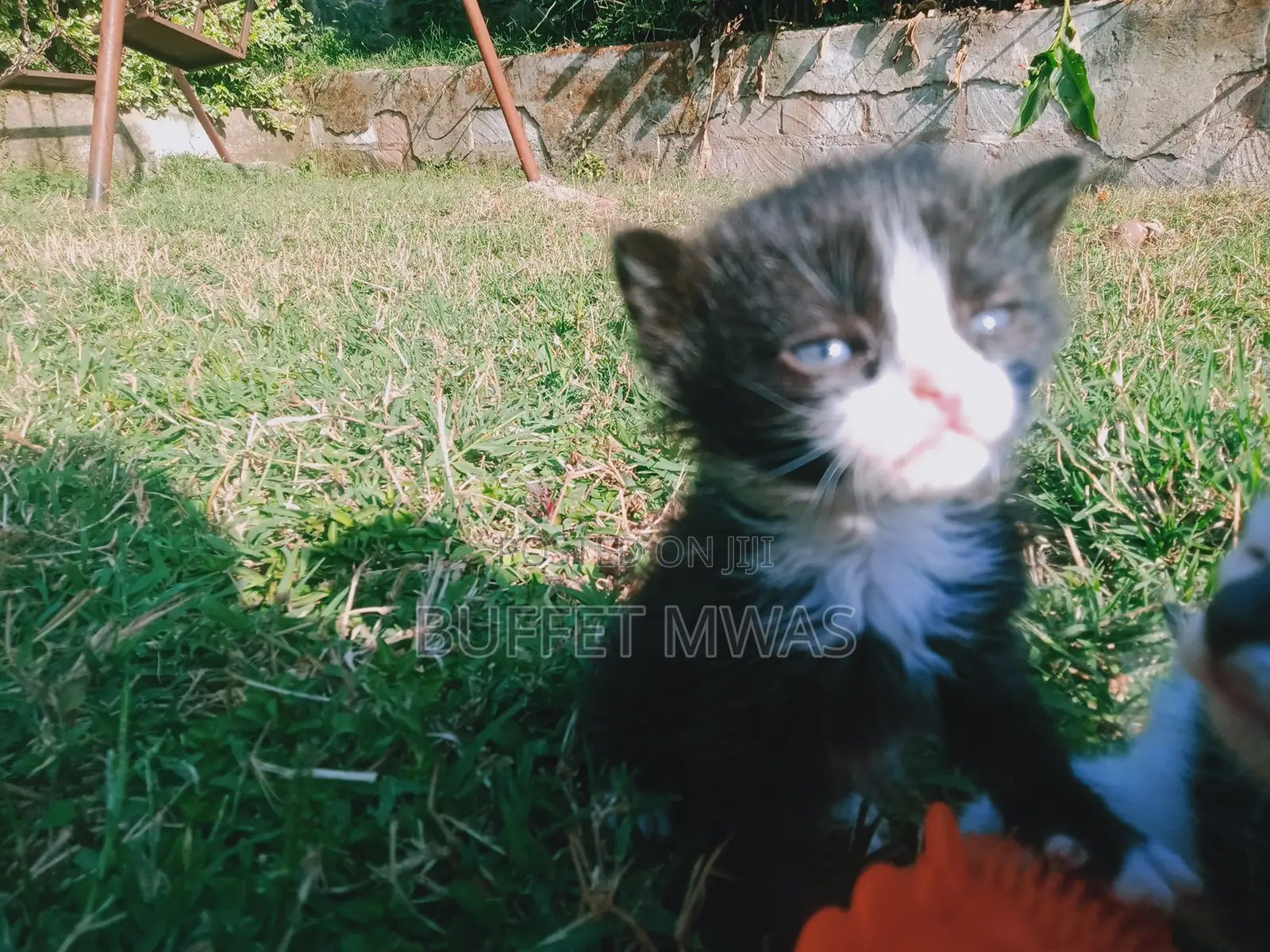 0-1 month Female Purebred Tabby