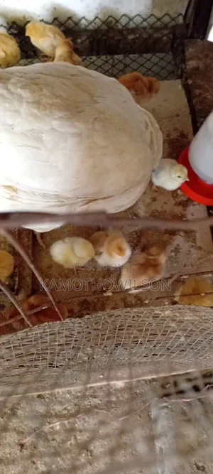 Kienyeji Chicken for Sale in Thika