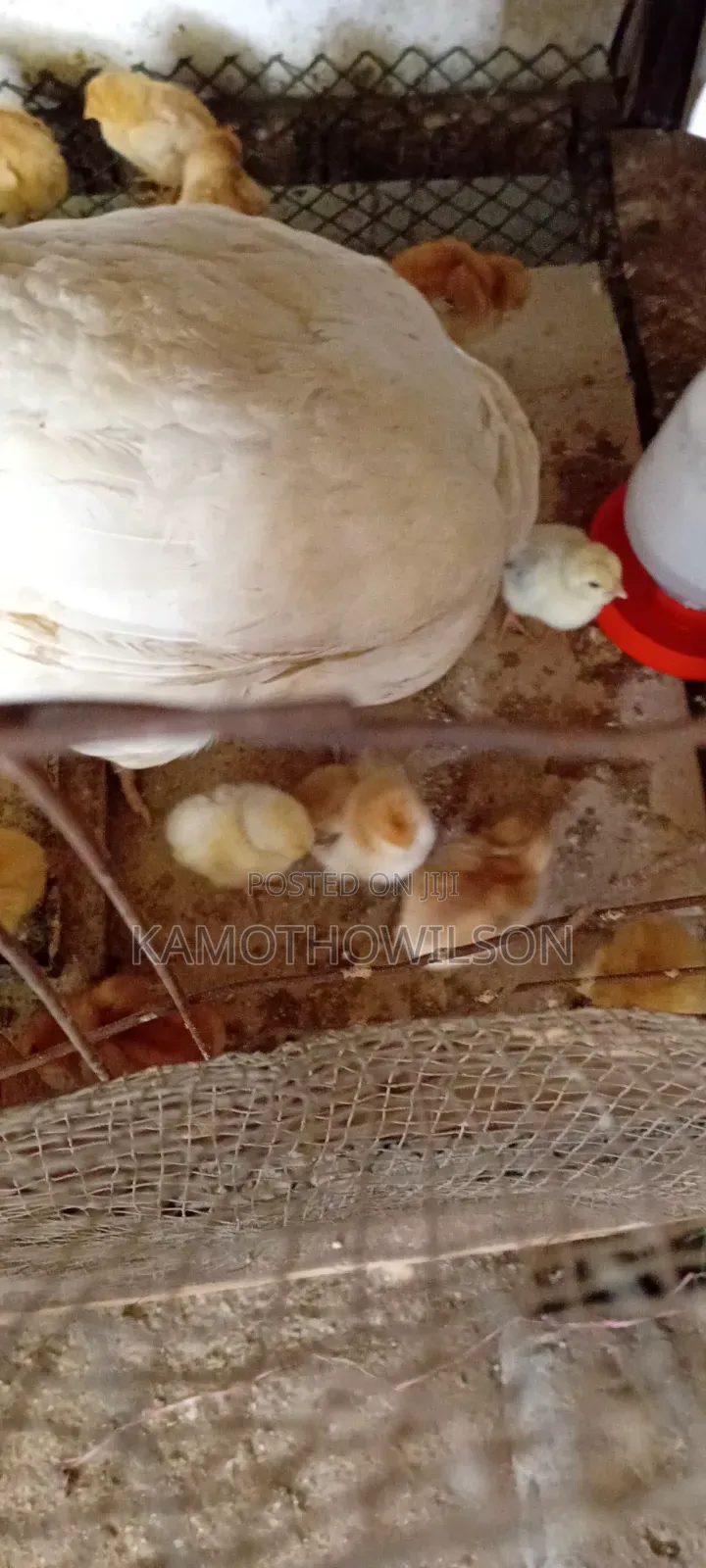 Kienyeji Chicken for Sale in Thika