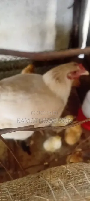 Kienyeji Chicken for Sale in Thika