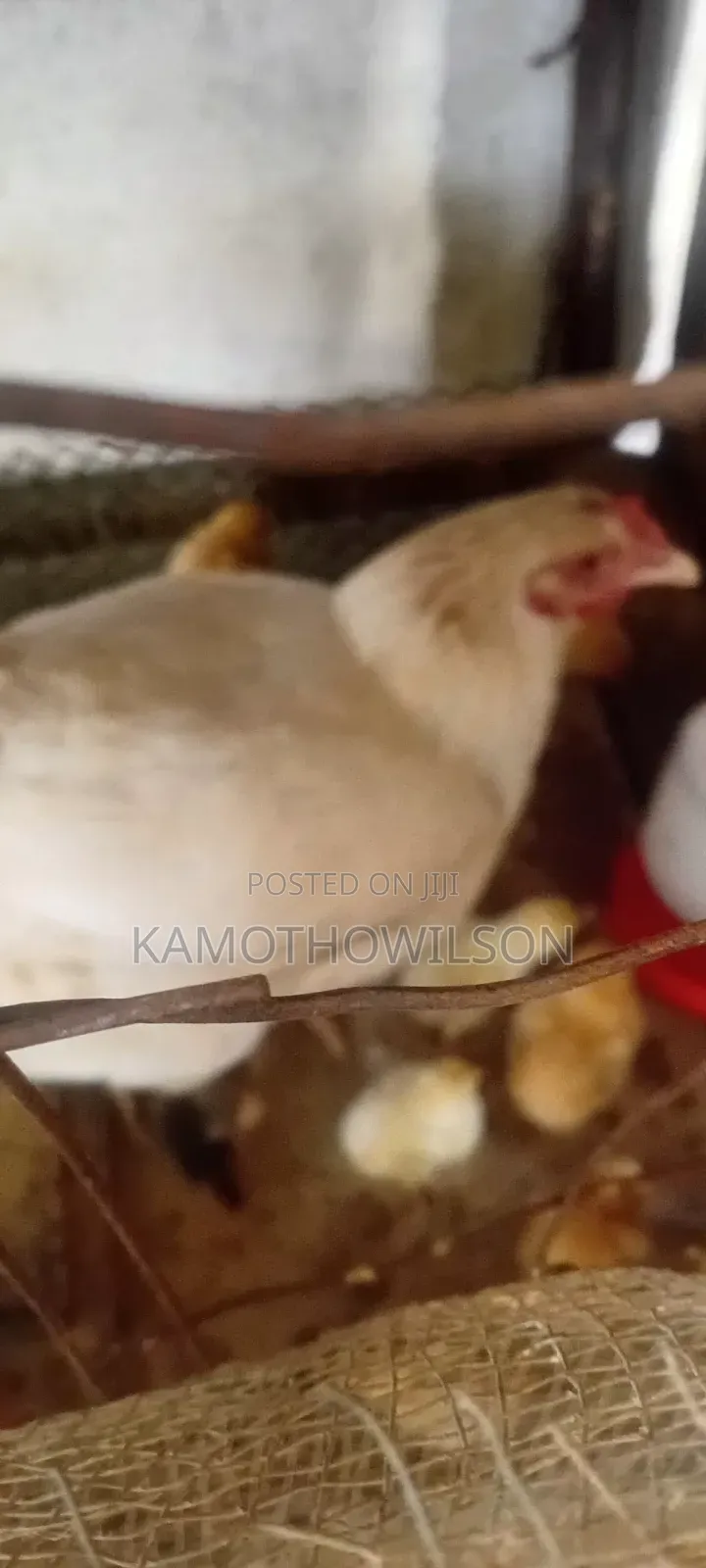 Kienyeji Chicken for Sale in Thika
