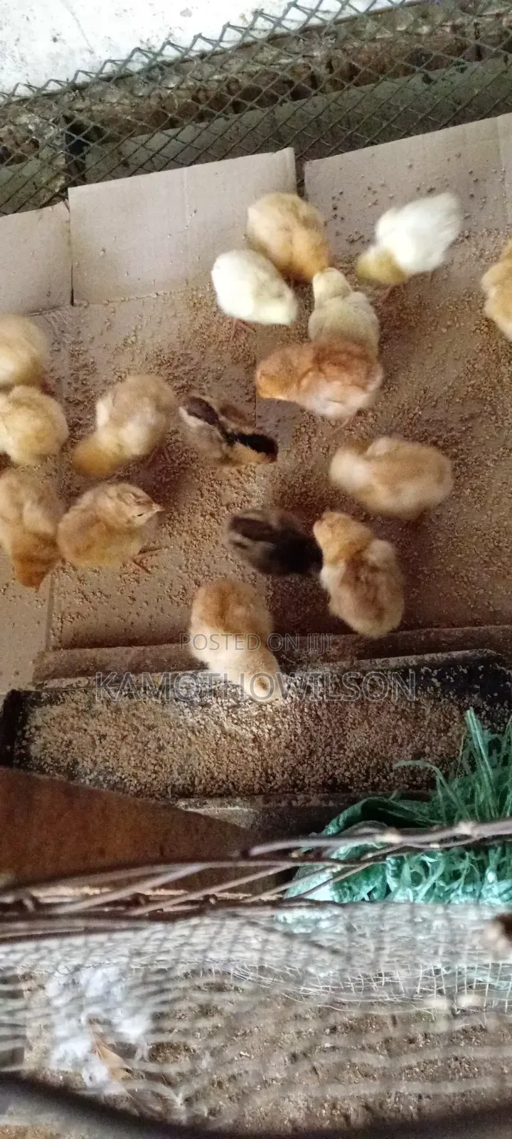 Kienyeji Chicken for Sale in Thika