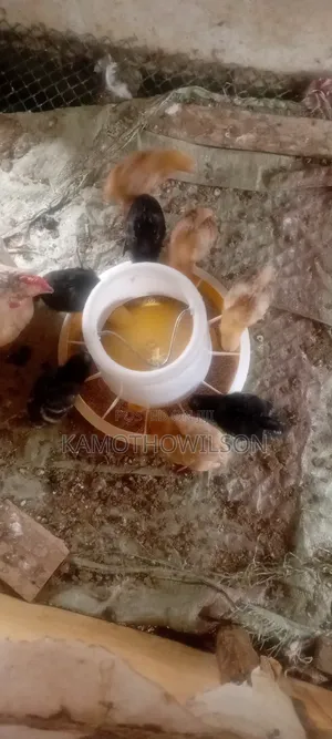 Kienyeji Chicken for Sale in Thika