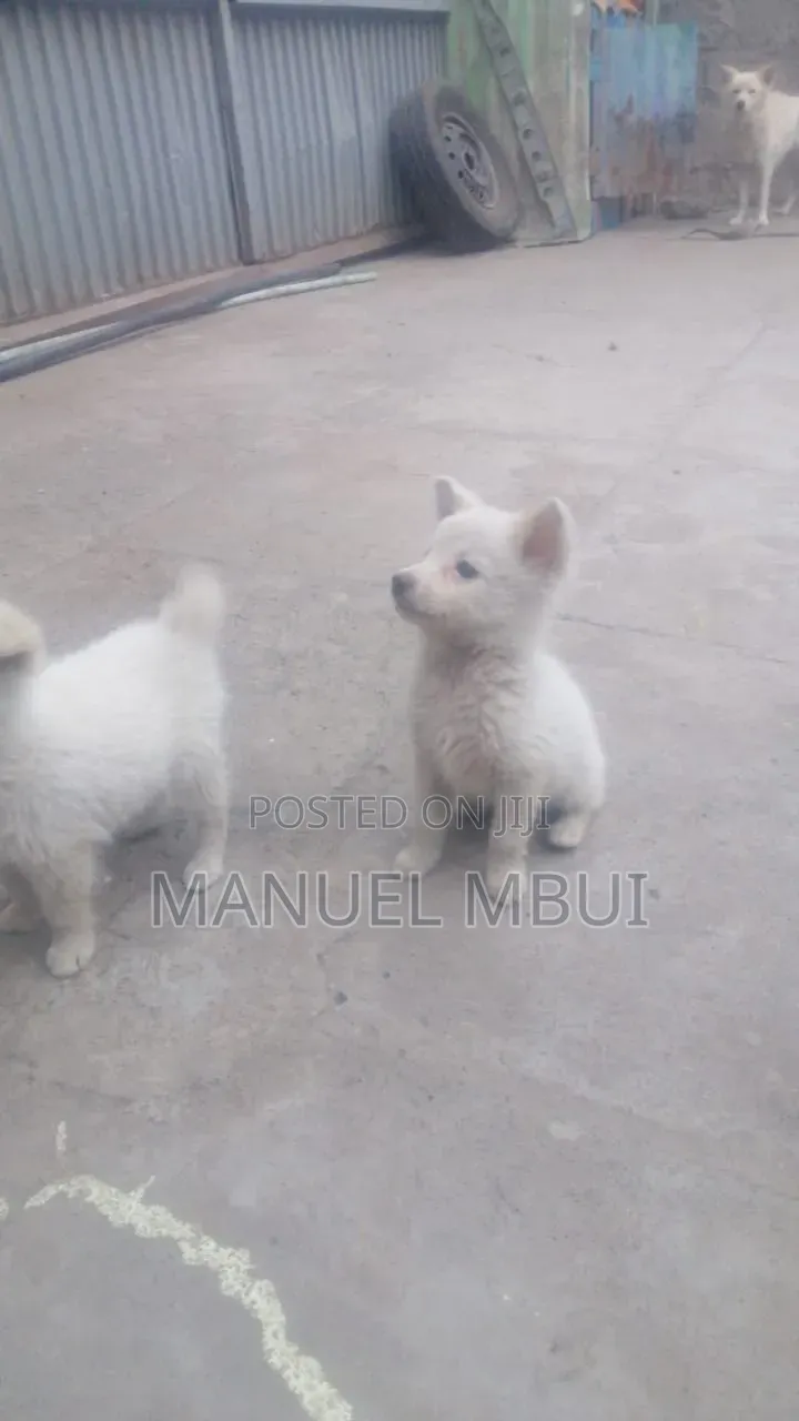 1-3 months Male Mixed Breed Japanese Spitz