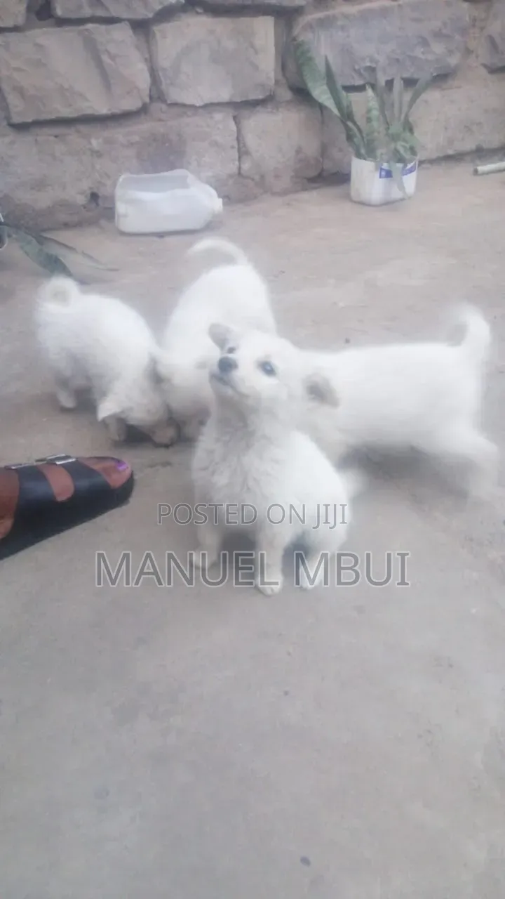 1-3 months Male Mixed Breed Japanese Spitz